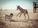 Beach Motel St. Peter-Ording - Top-Hundeurlaub