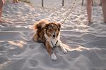 Beach Motel St. Peter-Ording - Top-Hundeurlaub