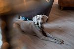 Lighthouse Hotel & Spa - Top-Hundeurlaub