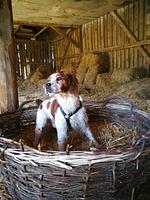 Ferienhaus Lienlasmühle - Top-Hundeurlaub