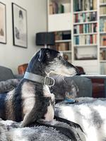 TIDE4 Amrum No. 8 - schicke Wohnung mit Garten 100m zum Meer - Top-Hundeurlaub