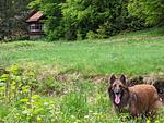 D1142a Ferienhaus "Fehrengrund" im Thüringer Wald mit großem Garten und privater Sauna - Top-Hundeurlaub
