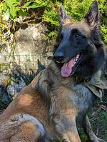 I17f Ferienhaus "Raffi" mit Seeblick und komplett eingezäunten Garten am Idrosee  - Top-Hundeurlaub