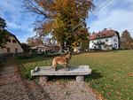 I112a Ferienwohnung "Teschien" direkt am Ledrosee mit eingezäunten kleinem Garten - herrliche Lage und herrliche Seesicht. - Top-Hundeurlaub