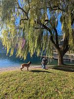 I112a Ferienwohnung "Teschien" direkt am Ledrosee mit eingezäunten kleinem Garten - herrliche Lage und herrliche Seesicht. - Top-Hundeurlaub