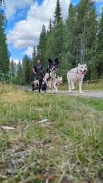 Gemütliche Blockhütte mit Sauna  - Top-Hundeurlaub