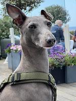 Ferienhaus 4 Puik en Duin Noordwijk - Top-Hundeurlaub