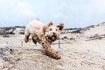 Ferienhaus 4 Puik en Duin Noordwijk - Top-Hundeurlaub