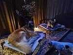 Ferienwohnungen Bartels Harz - Top-Hundeurlaub