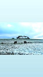 Hallig Hüs 1 - Top-Hundeurlaub