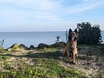 N107 Ferienhaus für Familien mit Hunden. Angeln, Bootsteg, Strand
am Ijsselmeer  - Top-Hundeurlaub