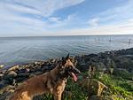 N107 Ferienhaus für Familien mit Hunden. Angeln, Bootsteg, Strand
am Ijsselmeer  - Top-Hundeurlaub