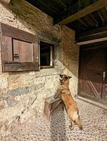 I11b Haus Sally: Einsamkeit, Gemütlichkeit, Erholung! mit komplett eingezäunten Garten. Am Ledrosee in Oberitalien - Top-Hundeurlaub