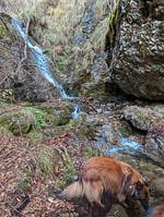 I11b Haus Sally: Einsamkeit, Gemütlichkeit, Erholung! mit komplett eingezäunten Garten. Am Ledrosee in Oberitalien - Top-Hundeurlaub