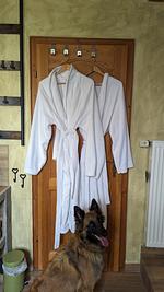 D1129a der Traum für alle Hundebesitzer! mit Sommerpool - Hunde, egal welche Größe und Anzahl herzlich willkommen - Top-Hundeurlaub