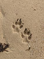 N113a Ferienhaus Hetty mit eingezäunten Garten, fußläufig zum Strand in Holland - Top-Hundeurlaub