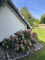 Dat smugge Hus - Top-Hundeurlaub