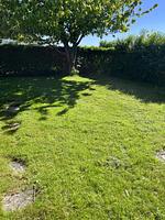 Alte Liebe - Top-Hundeurlaub