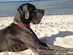 Traumblick - Top-Hundeurlaub