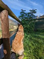I11h Ferienhaus Casa Giulia mit eingezäunten Garten am Ledrosee - Top-Hundeurlaub