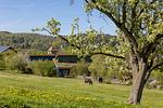 Ferienhaus Schöneweiß am Edersee - Top-Hundeurlaub