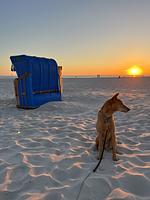 TIDE4 Amrum No. 3 - Tiny Loft für Zwei - Inselfeeling inklusive! - Top-Hundeurlaub
