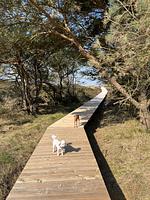 TIDE4 Amrum No. 3 - Tiny Loft für Zwei - Inselfeeling inklusive! - Top-Hundeurlaub