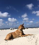 TIDE4 Amrum No. 3 - Tiny Loft für Zwei - Inselfeeling inklusive! - Top-Hundeurlaub