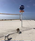 TIDE4 Amrum No. 3 - Tiny Loft für Zwei - Inselfeeling inklusive! - Top-Hundeurlaub