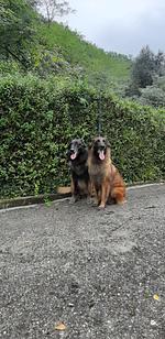 IARB45 abseits gelegenes Ferienhaus mit Swimmingpool mit komplett eingez. Garten in der Toskana - Top-Hundeurlaub