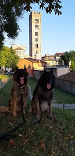 IARB45 abseits gelegenes Ferienhaus mit Swimmingpool mit komplett eingez. Garten in der Toskana - Top-Hundeurlaub