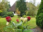 Whg. Friesentraum - Top-Hundeurlaub