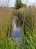 Haus Wellenrauschen - Top-Hundeurlaub