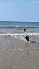 F116j_2 Ferienhaus Argoyl mit eingezäunten Garten und strandnah - Top-Hundeurlaub