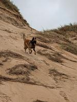 F116w Ferienhaus Sandrine in der Normandie mit eingezäunten Garten und fußläufig zum Strand  - Top-Hundeurlaub