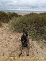 F116w Ferienhaus Sandrine in der Normandie mit eingezäunten Garten und fußläufig zum Strand  - Top-Hundeurlaub
