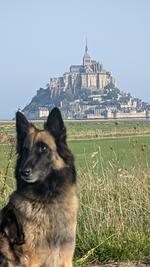 F115i Ferienwohnung Meerblick direkt am Atlantik in der Normandie - Top-Hundeurlaub