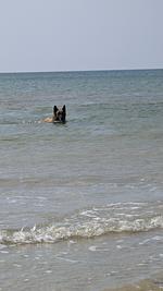 F115i Ferienwohnung Meerblick direkt am Atlantik in der Normandie - Top-Hundeurlaub