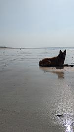 F115i Ferienwohnung Meerblick direkt am Atlantik in der Normandie - Top-Hundeurlaub
