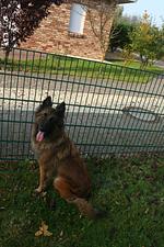 D138l Haus "Bella Norda" Nähe Hundestrand+eingez. Garten   - Top-Hundeurlaub