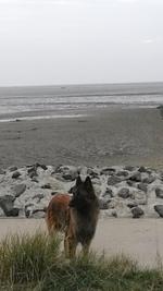 D138l Haus "Bella Norda" Nähe Hundestrand+eingez. Garten   - Top-Hundeurlaub