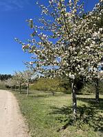 Van der Valk Resort Linstow - Top-Hundeurlaub