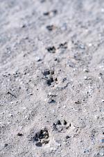 Sandstrand am Meer - Ankerplatz (47.2.S) - Top-Hundeurlaub