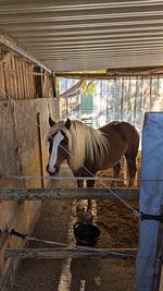 D1124b Ferienwohnung Michaela in Oberschwabeb - Top-Hundeurlaub