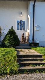 D1124b Ferienwohnung Michaela in Oberschwabeb - Top-Hundeurlaub