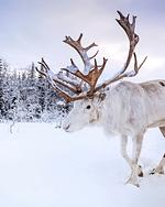 Schwedisches Bauernhaus mit Sauna - Top-Hundeurlaub