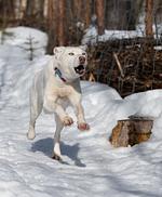 Schwedisches Bauernhaus mit Sauna - Top-Hundeurlaub