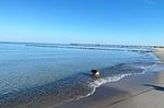 Ferienwohnung Große Strandoase Ostseebad Wustrow ZweiWasser Alte Seefahrtschule Nahegelegener Hundestrand - Große Strandoase - Top-Hundeurlaub