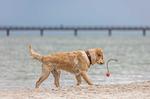 Sport / Aktivitäten - Boddentraum - Top-Hundeurlaub