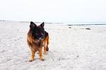 Ferienwohnung Kroonkieker Ostseebad Wustrow - ZweiWasser Alte Seefahrtschule Hundestrand - Kroonkieker - Top-Hundeurlaub